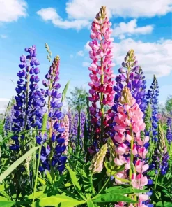 Lupine Flowers Field Diamond Painting