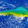 Mahi Mahi Fish Diamond Painting