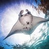 Manta Rays Diamond Painting