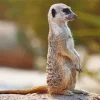 Meerkat Animal Diamond Painting