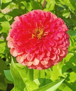 Orange Zinnia Flower Diamond Painting