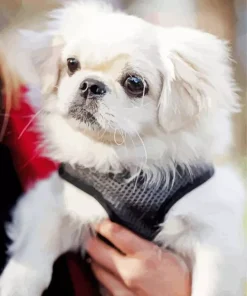 Pekingese Dog Diamond Painting