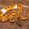 Pied Ball Python Diamond Painting