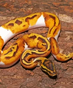 Pied Ball Python Diamond Painting
