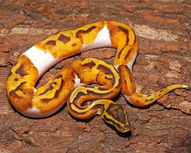 pied ball python Diamond With Numbers Pied Ball Python Diamond Painting