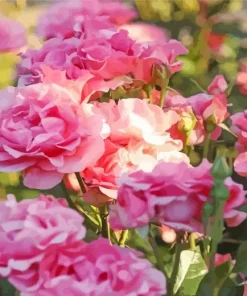 Pink Heirloom Roses Diamond Painting