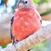 Pink Parrot Diamond Painting