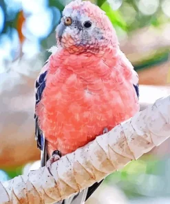Pink Parrot Diamond Painting