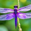 Purple Dragonfly Diamond Painting