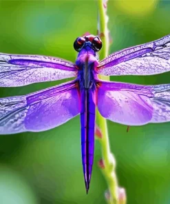 Purple Dragonfly Diamond Painting