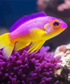 Purple Fish Diamond Painting