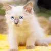 Ragdoll Kitten Diamond Painting