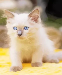 Ragdoll Kitten Diamond Painting