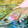Rainbow Trout Fish Diamond Painting