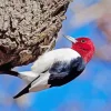Red Headed Woodpecker Diamond Painting
