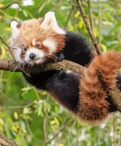 Red Panda Diamond Painting