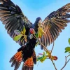 Red Tailed Black Cockatoo Diamond Painting