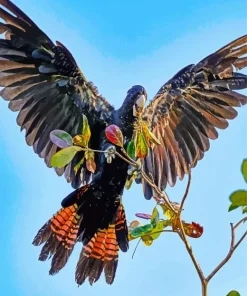 Red Tailed Black Cockatoo Diamond Painting