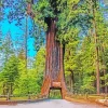 Redwood Trees Diamond Painting