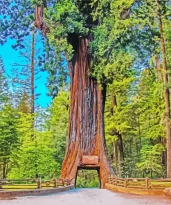 Redwood Trees Diamond Painting