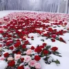 Roses In Snow Diamond Painting