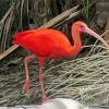 Scarlet Ibis Bird Diamond Painting