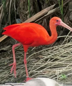 Scarlet Ibis Bird Diamond Painting