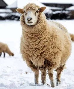 Sheep In Snow Diamond Painting