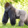 Silverback Gorilla Diamond Painting