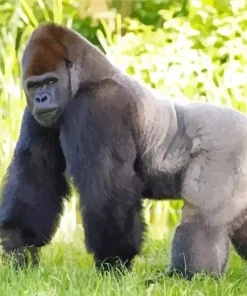 Silverback Gorilla Diamond Painting