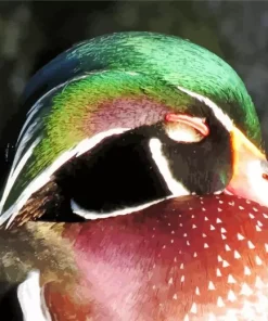 Sleeping Duck Diamond Painting