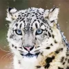 Close Up Snow Leopard Diamond Painting