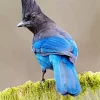 Stellers Jay Bird Diamond Painting