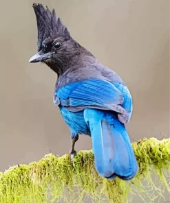 Stellers Jay Bird Diamond Painting