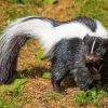 Striped Skunk Diamond Painting