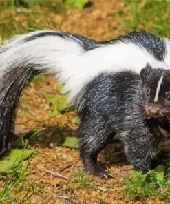 Striped Skunk Diamond Painting