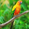 Sun Conure Bird Diamond Painting