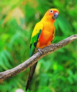 Sun Conure Bird Diamond Painting
