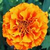 Tagetes Erecta Diamond Painting