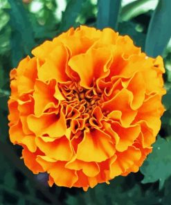 Tagetes Erecta Diamond Painting