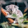 Tired Koala Diamond Painting