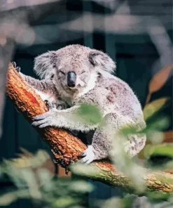 Tired Koala Diamond Painting
