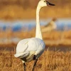 Tundra Swan Diamond Painting