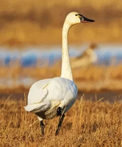 Tundra Swan Diamond Painting