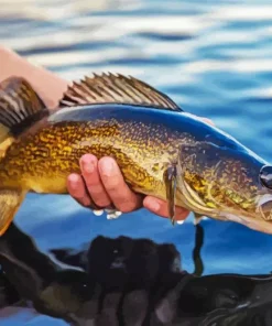 Walleye Fish Diamond Painting
