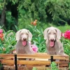 Weimaraner Puppies On Chair Diamond Painting