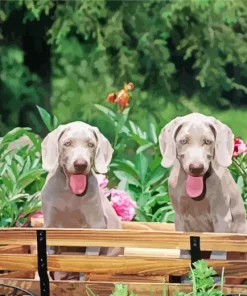 Weimaraner Puppies On Chair Diamond Painting