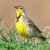 Western Meadowlark Diamond Painting