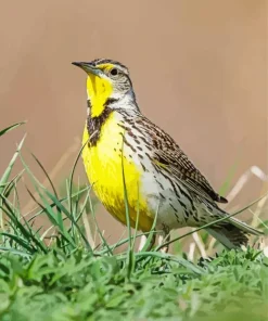 Western Meadowlark Diamond Painting