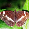 White Admiral Diamond Painting